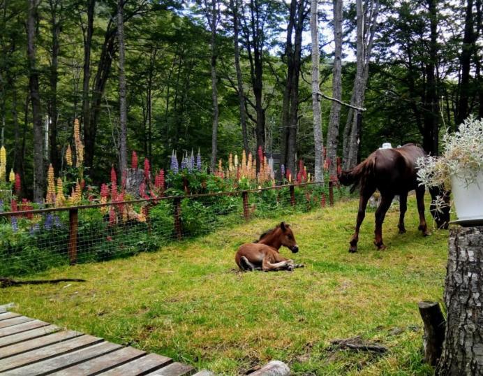 Bosque Holistico Del Fin Del Mundo 호텔 우수아이아 외부 사진